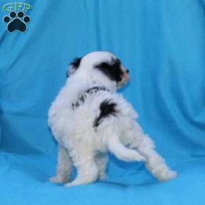 Sparky, Cockapoo Puppy